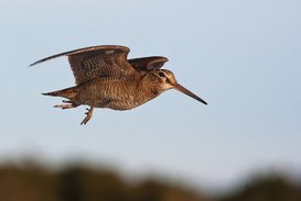 Woodcock