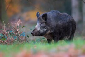 Wild boar