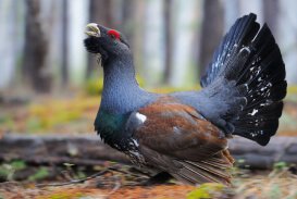 Capercaillie
