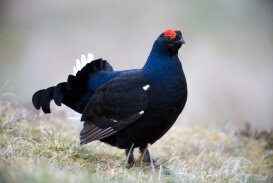 Black Grouse