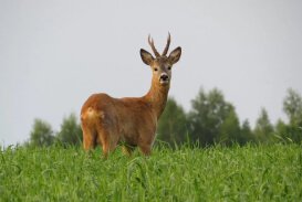 Roe deer